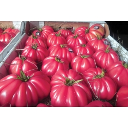 Pomidor-Rosamunda--100-N